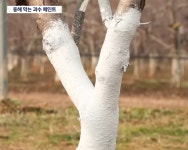 KCC 숲으로 트리가드 동해방지 해충 자외선 사과나무 과수전용 수성 페인트 3.78L 백색 : 더페인트몰