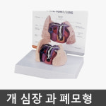 [GPI] 강아지 심장 과 폐모형 G9151 (심장사상충 감염) : 케이엠글로벌
