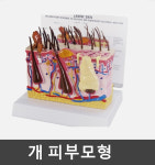 [GPI] 강아지 피부모형 G9090 : 케이엠글로벌