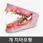 [GPI] 강아지 치아모형 G9195 : 케이엠글로벌