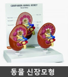 [GPI] 강이지 신장모형 G9210 콩팥모형 : 케이엠글로벌