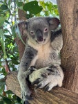 케언즈 쿠란다 코알라 가든(Koala Gardens) 입장권 - 쿼카&웜뱃 동물원 패키지(쿠란다 마을 필수 코스) : 트래블포레스트-트래블위드독