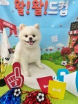 월드컵 축구 강아지 고양이 포토존 시즌 이벤트 포토데이 셀프 촬영 소품 : 디어펫토존