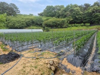 산지직송 맵지 않은 애기초,안매운 풋고추 1kg/어린 풋고추/옛날 애고추 : 행자네 농장