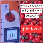 방울토마토 양용승 3번 오픈스토리 5kg, 1개 : 농산물 경매상품 오픈스토리