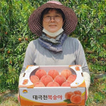 [상위1%생산자직송] 경북 고당도 대극천 복숭아 3kg (대과) : 한반도농산물