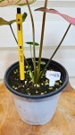[칼라디움] 환경에따라 색깔이 아름답게 변하는식물 A0253 -동일품배송- 높이35cm 폭25cm : -수림화원-