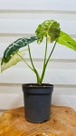 [무늬프라이덱] A0248 -동일품배송- 높이:30cm 폭:32cm : -수림화원-