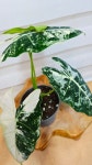 [무늬프라이덱] A0248 -동일품배송- 높이:30cm 폭:32cm : -수림화원-