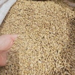 효주네 국내산 가산뜰 늘보리쌀 1kg : 효주네가산농장