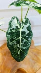 [무늬프라이덱] A0248 -동일품배송- 높이:30cm 폭:32cm : -수림화원-