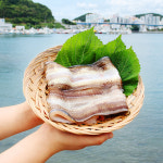 통영 바다장어 1KG 손질후 750g 아나고 아나고회 붕장어 장어구이 손질장어 : 두결수산