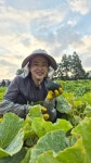 제철 제주 숙성된 보우짱 미니밤호박 산지직송 배송비별도 : 창호네농장