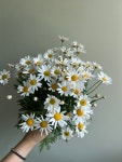 마가렛   농장직송 졸업 생일 축하 장미꽃 꽃선물 장미 스승의날 어버이날 기념일 : 송현장미