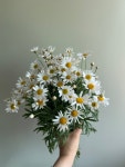 마가렛   농장직송 졸업 생일 축하 장미꽃 꽃선물 장미 스승의날 어버이날 기념일 : 송현장미