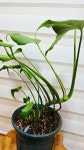 [몬스테라 딜라체라타] C0056 동일품배송 높이 50cm 폭40cm : -수림화원-