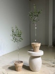 올리브나무 : deep garden