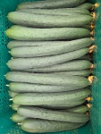 스마트팜 당일수확 쓴맛없는 취청오이 2kg 특상품 (8-12개) : 그린도하농장