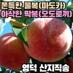 [2026 영덕지인농원 복숭아 예약] 영덕 딱복 물복 복숭아 마도카 오도로끼 경봉 망고 복숭아 백천황도 산지직송 4kg : 영덕지인농원