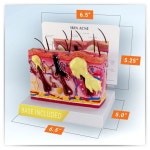 -GPI Anatomicals 인체모형 양면모형 제품 한쪽면 정상피부 다른 한쪽 여드름 표현 G3751 : 종로상사