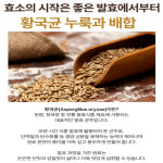 웰러스 프리미엄 효소 위드 카무트 호라산밀 3g 30포(1개월분) : 에스엠헬스코리아