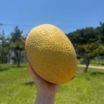 천안 수신멜론 홈런스타 메론 백자 하미과 노을 머스크 곡성 멜론 : 구씨 농장