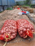 홍산마늘 2026년 햇마늘 3kg 5kg 7kg 사천 고운당농장 직송 : 고운당농장