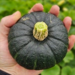 제주 미니단호박 보우짱 밤호박 3/5/10kg 평대돌담농장 산지직송 : 평대돌담농장