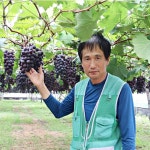 달콤한과즙 명물 천안 입장 하늘바라기 거봉 특상품 4kg, 1개 : 솔직한농부