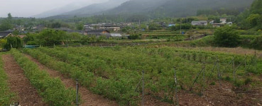 지리산을팜 진가람바이오푸드 블루베리즙 80ml : 지리산을팜