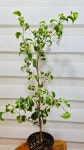 [무늬바로크벤자민] 꽃이 없어도 충분히 멋진나무 A0261 -동일품배송- 높이:79cm 폭:30cm : -수림화원-