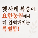 [요한농원직송] 충북 음성 감곡 햇사레 복숭아 특품 백도, 3kg, 12개 : 산지마루