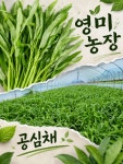 [영미농장] 싱싱하고 향긋한 공심채(모닝글로리) 당일수확 당일출고합니다.(수령 후 바로 냉장보관 추천) : 영미농장입니다