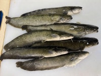 국내산 메기 1kg 손질 생물 메기매운탕 찜 구이 어탕 어죽 민물고기 청원민물고기 : 청원민물고기직판장