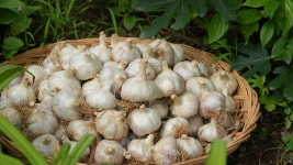 홍산마늘 한접 6~7kg : 변산농장