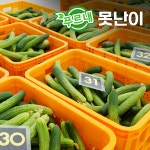스마트팜 연천오이 백다다기 백오이 피클용 오이지용 소박이용 오이 50개 못난이, 8kg, 1개 : 푸르내농장