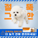 강아지 관절 영양제 터마신 메이드인랩 조인트터마신, 36캡슐, 1개 : 메이드인랩