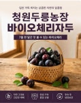 자두 바이오체리 1kg 체리처럼 달콤한 신품종 자두 산지직송 : 청원두릉농장