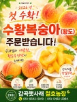 [철호농장] 충북 음성 햇사레 감곡복숭아 사비나 및 그린황도 백도 대월... 엘바도  황도 복숭아 딱복 딱딱이  당일수확  (원산지 : 국산) : 철호농장