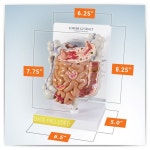 -GPI Anatomicals 인체모형 위장관 소화관 GI Tract G3342 : 종로상사
