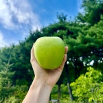 경북 아오리사과 썸머킹 청사과 풋사과 햇사과 못난이 가정용 사과 : 구씨 농장
