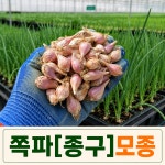 [팜톡톡] 예천 쪽파 종구 모종 1kg 씨쪽파 파종용 텃밭 주말농장 노지재배 채소모종 : 팜톡톡