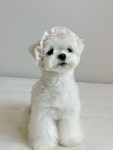 개달당 루루 레이스 보넷 강아지 고양이 모자 3size : 개달당