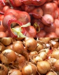 민들레영농조합법인 부안 2026년 양파 3kg, 5kg, 10kg : 민들레영농조합법인