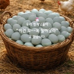 청계란 무항생제 계란 청란 중란 농장직송 신선한 배송 HACCP인증 (15구/30구/60구 선택) : 봉황청계