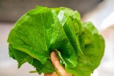 국내산 생곰취 1kg 강원도 산나물 곰취나물 산방환담 : 산방환담