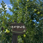 썸머킹 여름사과 5kg GAP인증 산지직송 아삭한 제철 햇사과 : 백년사과 단전농장