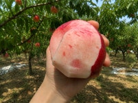 영천산지직송 백도 딱딱이복숭아 대월 말랑이 천홍 천도복숭아 딱복 물복 : 순덕이농장