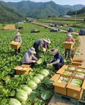 국내산 강원도 고랭지 쌈배추 최상품 3통 6통 12통 실속형 알뜰농장 : 대기상회