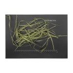향모 모향 Sweet grass Hierochloe odorata 100g : 주식회사 바이어브릿지